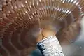 Détails du tube et des «&nbsp;tentacules&nbsp;» d'une Sabelle Sabella spallanzanii.