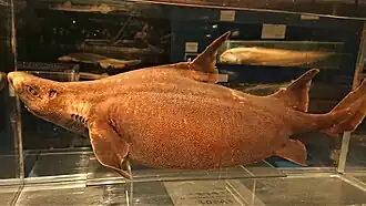 Oxynotus japonicus