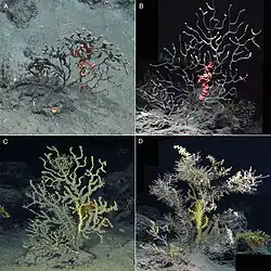 Paramuricea biscaya