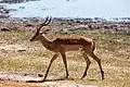 Parc national de Chobe, Botswana.