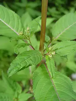 Feuilles d'Impatiens glandulifera.