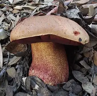 Le Bolet cuivré (Imperator luteocupreus)
