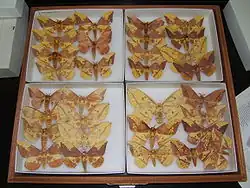 Différentes variétés de Eacles imperialis.