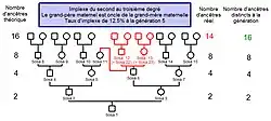 Exemple d'implexe croisant les générations