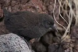  Râle d'Inaccessible Island