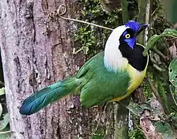 Cyanocorax yncas