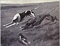 Incident lors du coursing à Waterloo - Illustration de 1915.