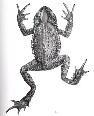 Description de l'image Incilius cristatus.png.