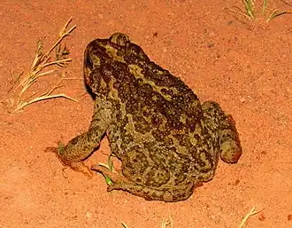 Description de l'image Incilius occidentalis.jpg.