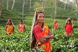 Cueilleuses de thé dans une plantation. La plupart des travailleurs sont soit originaires d'Orissa, soit issus de tribus locales.