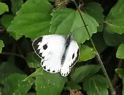 Pieris canidia