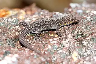 Description de l'image Indian Day gecko Cnemaspis indica.jpg.