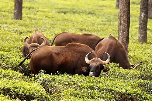 Gaurs