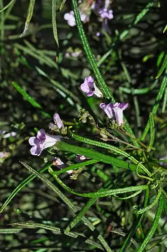 Description de l'image Indian Knob mountainbalm (11176960975).jpg.
