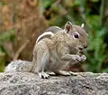 Funambulus palmarum