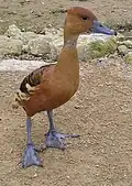 Dendrocygne siffleur