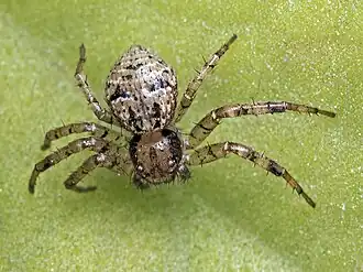 Description de l'image Indian crab spider (24366097925).jpg.