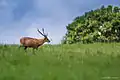 Cerf cochon mâle, sanctuaire de faune de Phu Khieo, Thaïlande