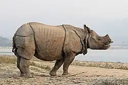 Rhinocéros de profil en train dirait-on de poser pour le photographe.