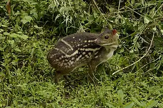 Indian spotted chevrotain (en), (Moschiola indica), un Tragulidae