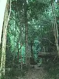 Dans les forêts plus matures, le sol forestier peut être exceptionnellement ombragé.
