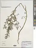 Indigofera brevifilamenta.