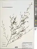 Indigofera paniculata.