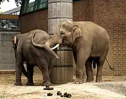 Éléphants d'Asie.