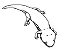 Indobrachyops (en), un rhytidosteidé