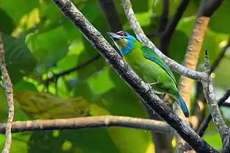 Description de l'image Indochinese Barbet 0A2A2731.jpg.