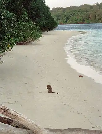 L'île de Peucang