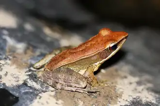Description de l'image Indosylvirana temporalis by Shaunak Modi.png.