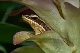 Description de l'image Indosylvirana urbis-Kadavoor-2017-05-05-002.jpg.