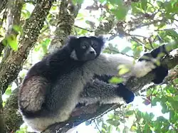 Indri.