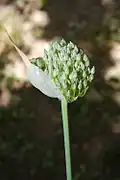 Jeune inflorescence juste sortie du voile de protection.