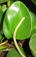 Inflorescence en épi chez Peperomia obtusifolia