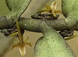 Inflorescence.