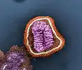 Image en fausses couleurs du virus de la grippe.