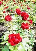 'Ingrid Bergman'