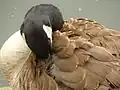 Oiseau dans le parc.