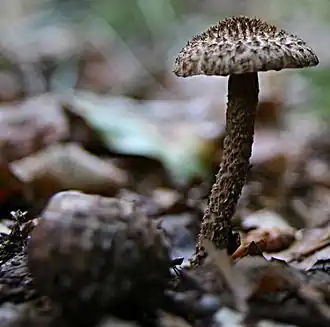 Cuticule et pied méchuleux(Inocybe hystrix)