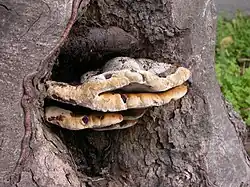 Inonotus arizonicus