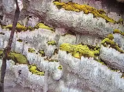 Inonotus glomeratus