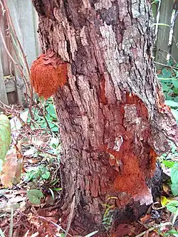 Inonotus rickii
