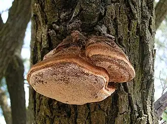 Inocutis tamaricis