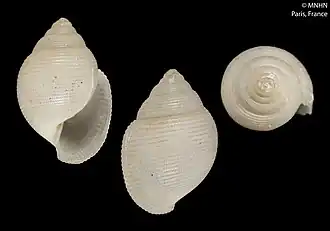 Inopinodon azoricus