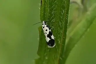Description de l'image Insecte01052009a.jpg.