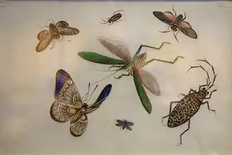 Insectes.
