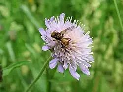 Myopa bucatta