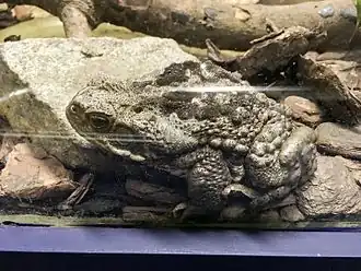 Description de l'image Instituto Butantan 2016 034 - "Cururu" toad.jpg.